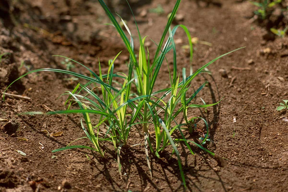 Nutsedge Weed