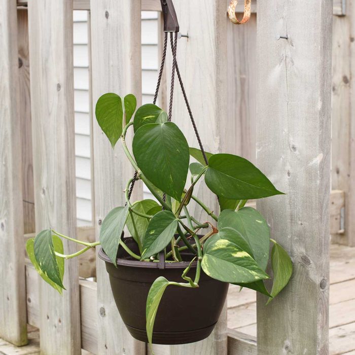 Pothos Hanging Plant