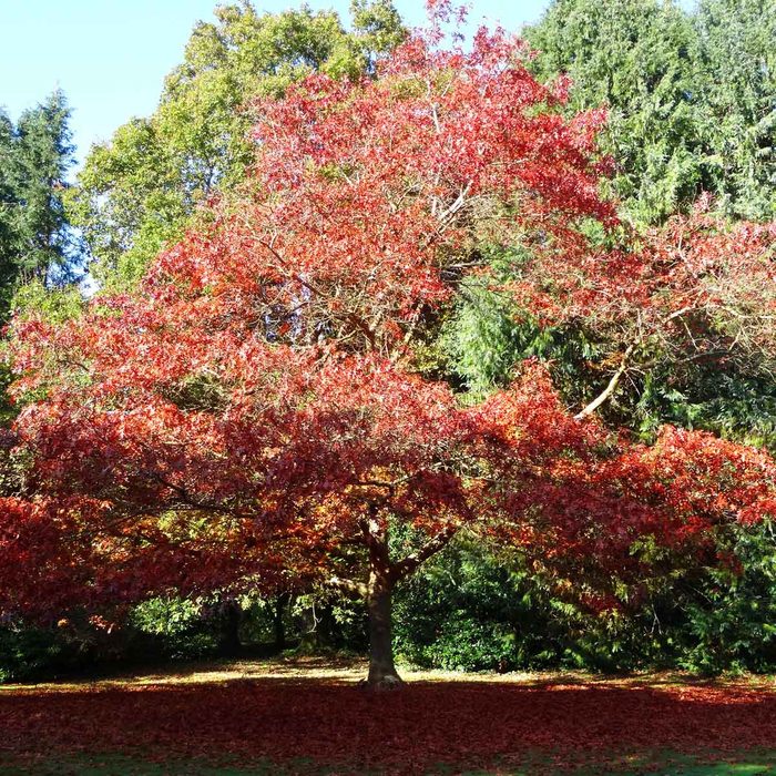 Red Oak Gettyimages 523541639