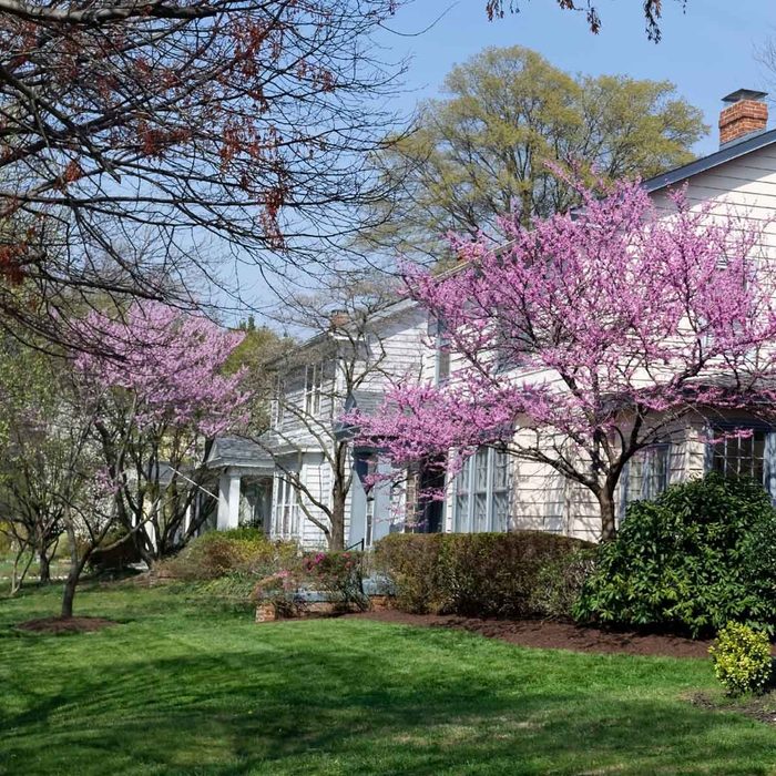 Redbud Trees