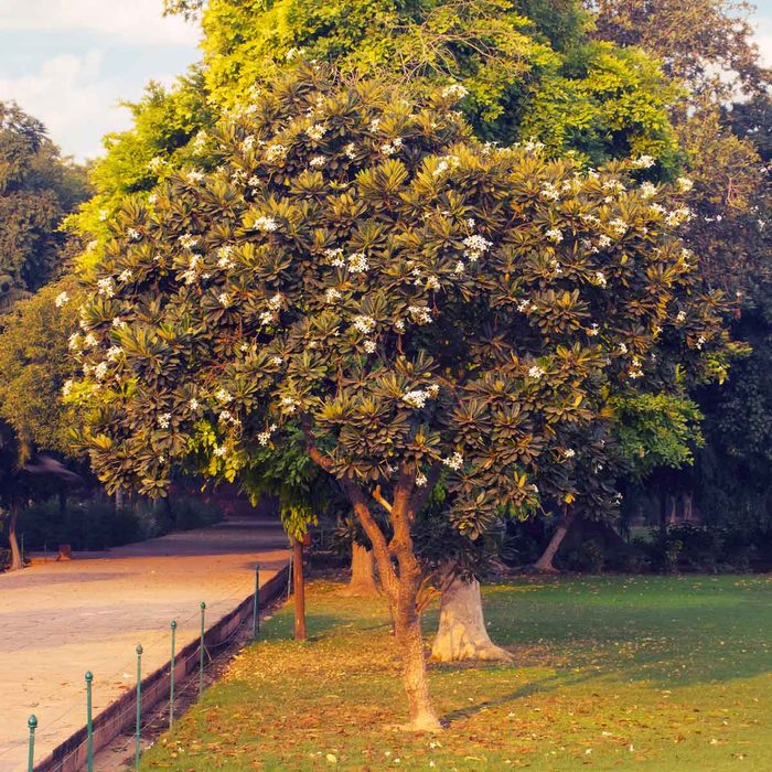 Southern Magnolia