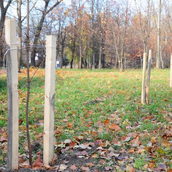 Staked Trees