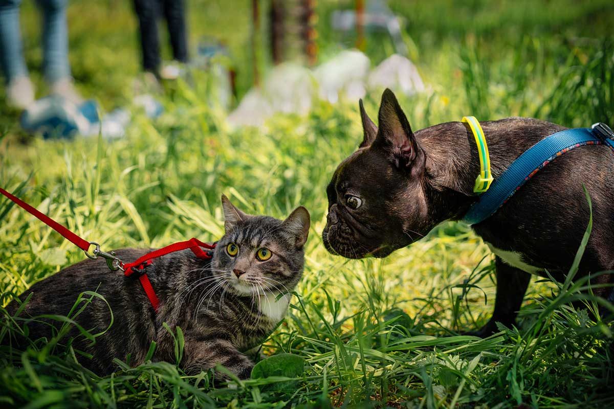 Walking A Cat And Dog 