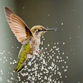 Anna's hummingbird