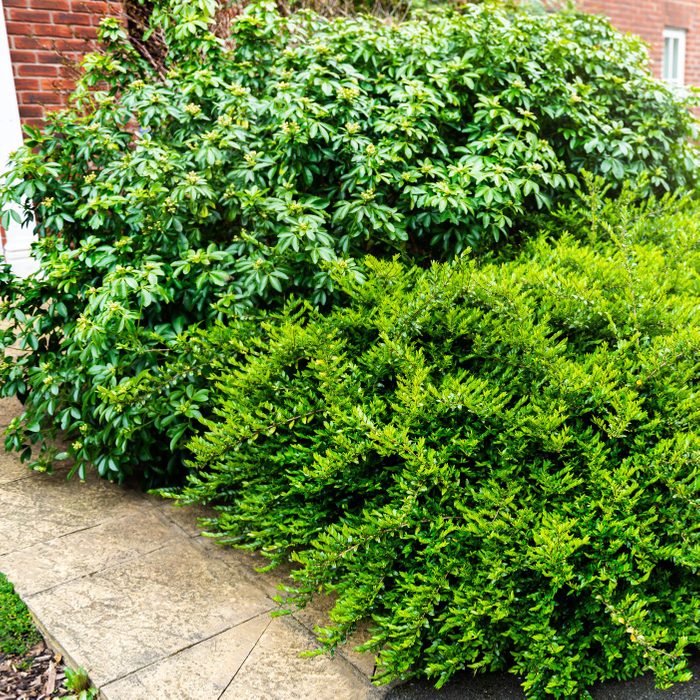 Overgrown bushes near the house