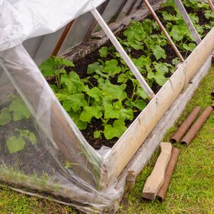 Cold frame greenhouses built over garden bed