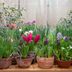 What To Know About Planting Bulbs in Pots