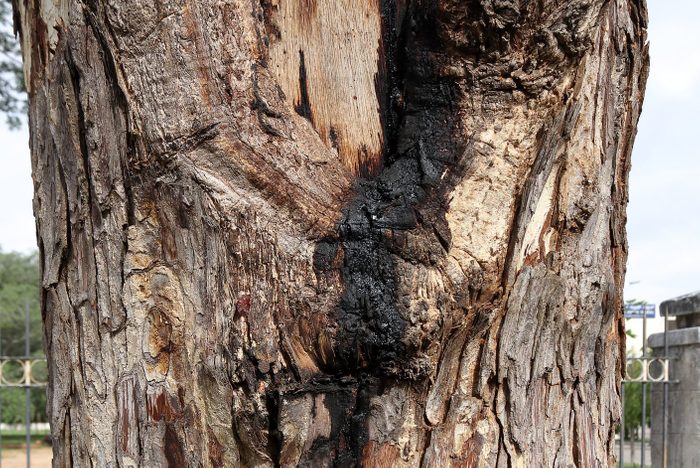 Tree trunk infected with Hypoxylon canker disease and the bacterial black slime oozing out of the nucleus which destroys the life of Woods.