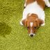 How to Get Pet Urine Smell Out of Carpet