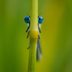 11 Pictures That Will Change How You See Bugs