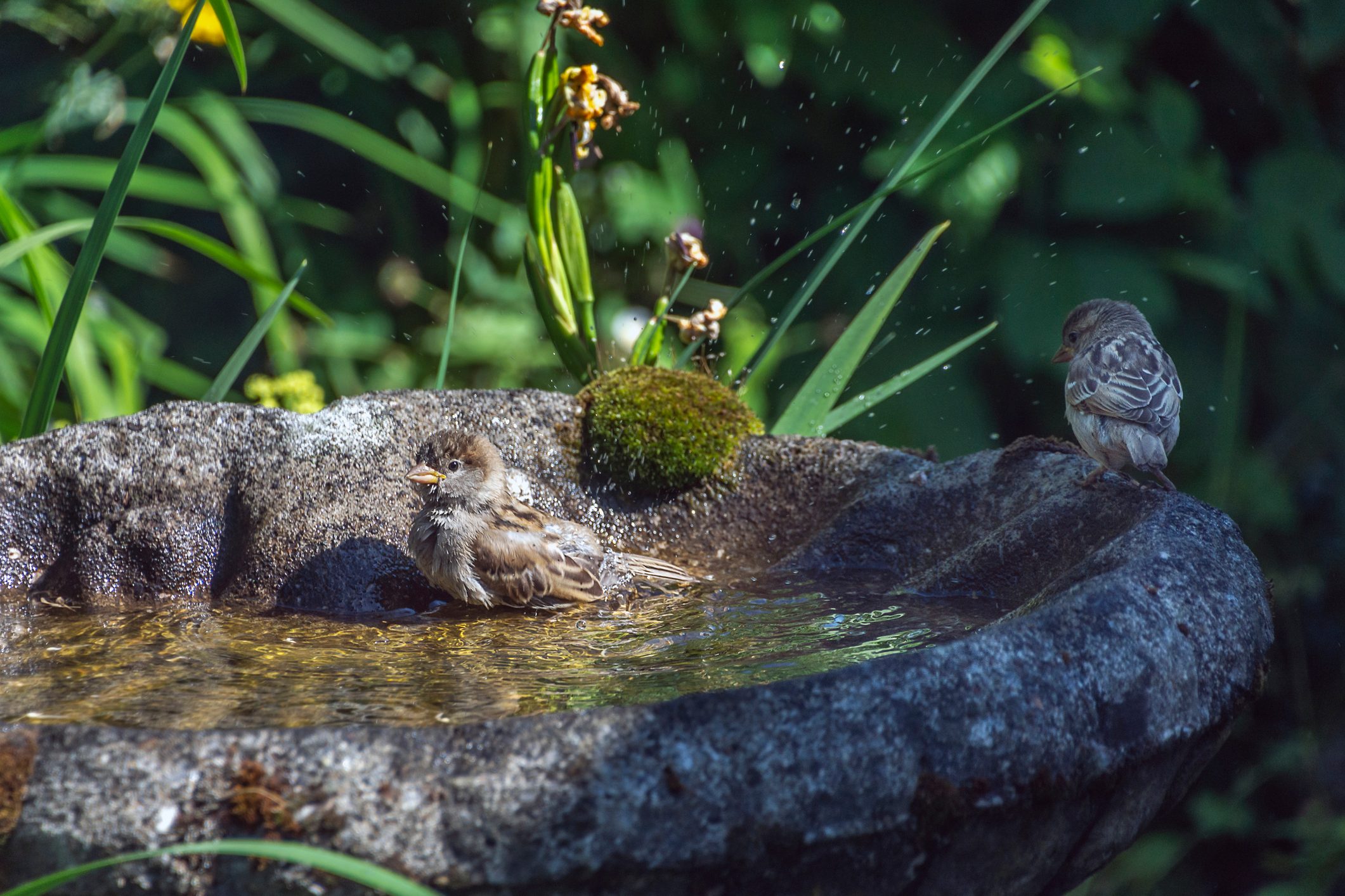 House Sparrows sitting in a bird bath in the back yard