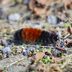 What Is a Woolly Bear Caterpillar?