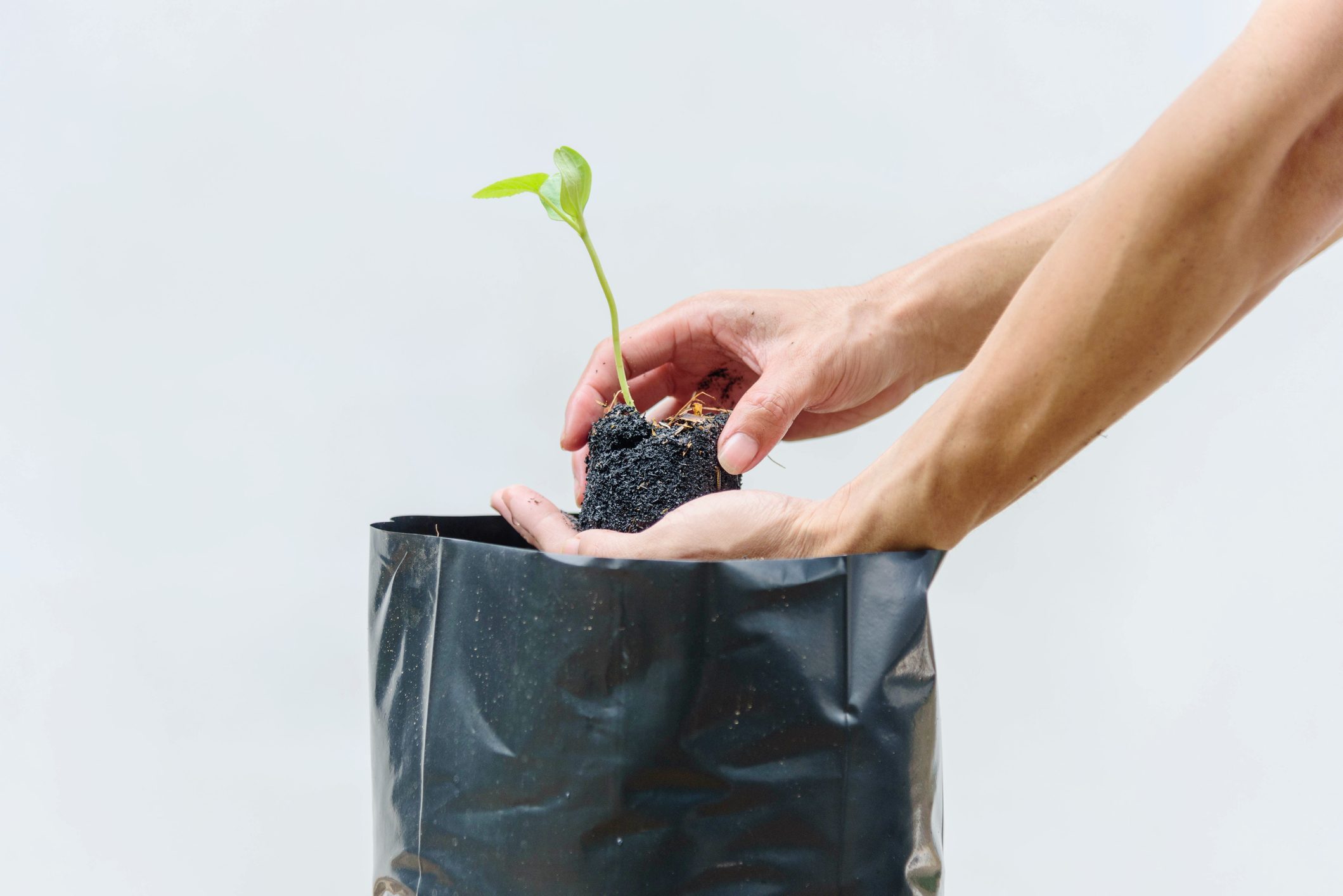 Plant The Sapling in Crop bags