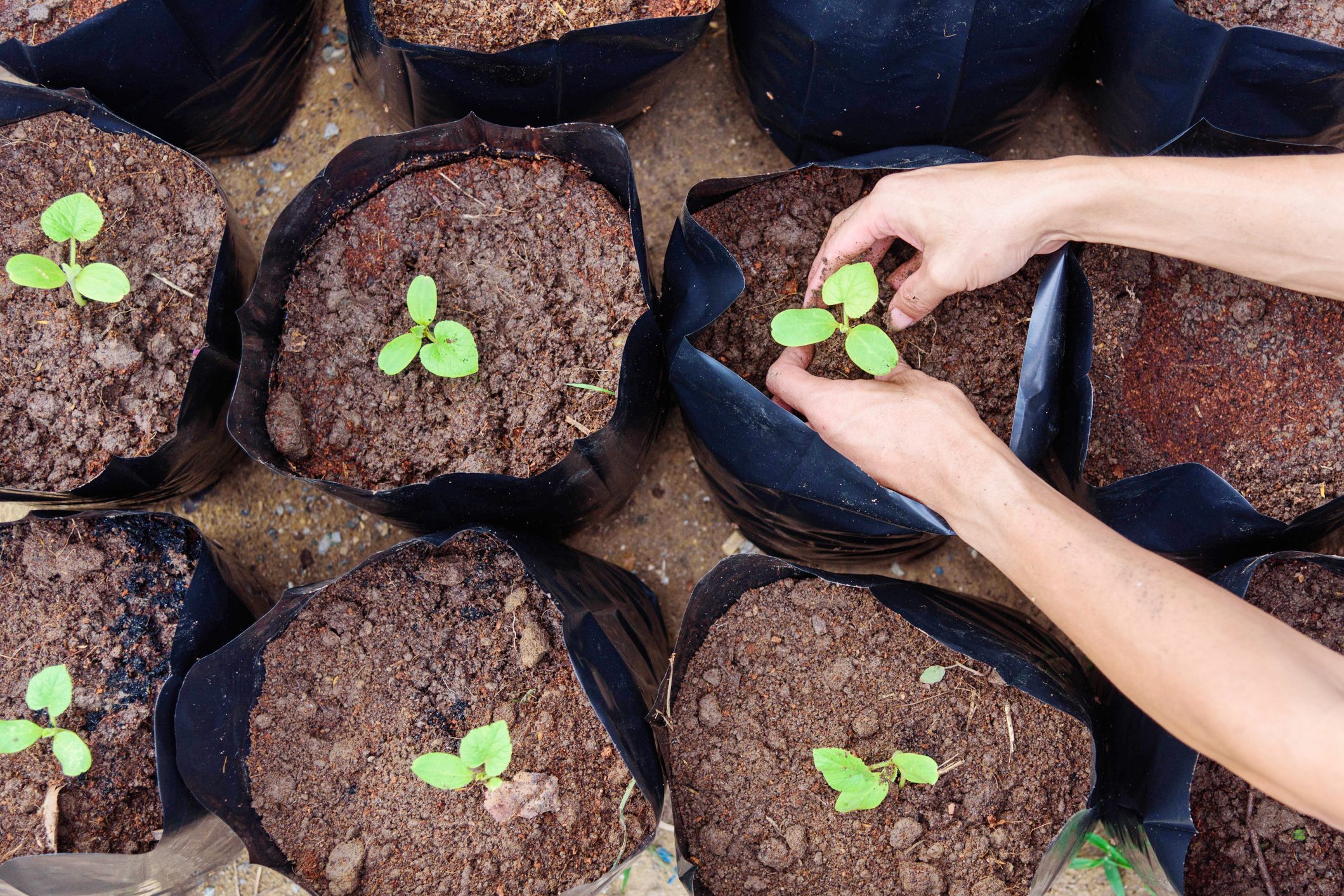 How To Use Grow Bags in Your Garden