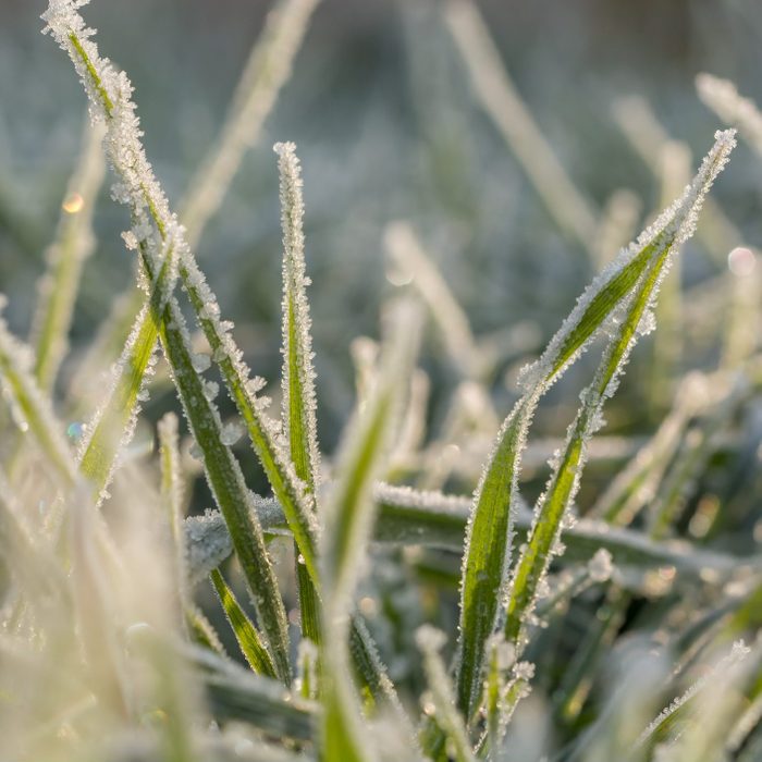 Ice crystals on blades of grass in the morning sun