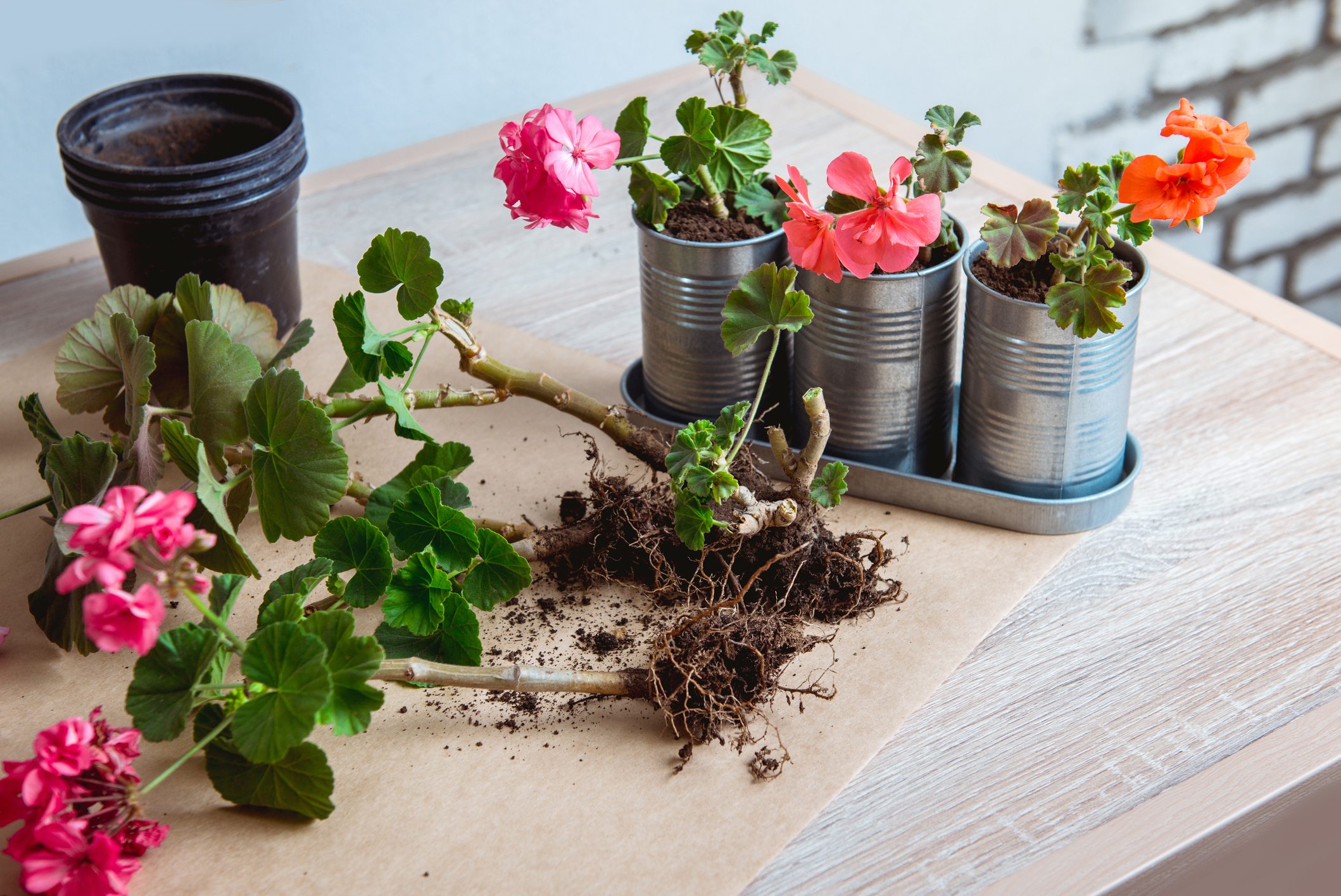 geranium in a pot, transplanting potted flowers