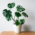 What Is Houseplant Insurance?