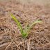 What To Know About Pine Needle Mulch