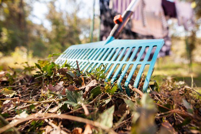 close up of rake in a pile of leaves in the yard