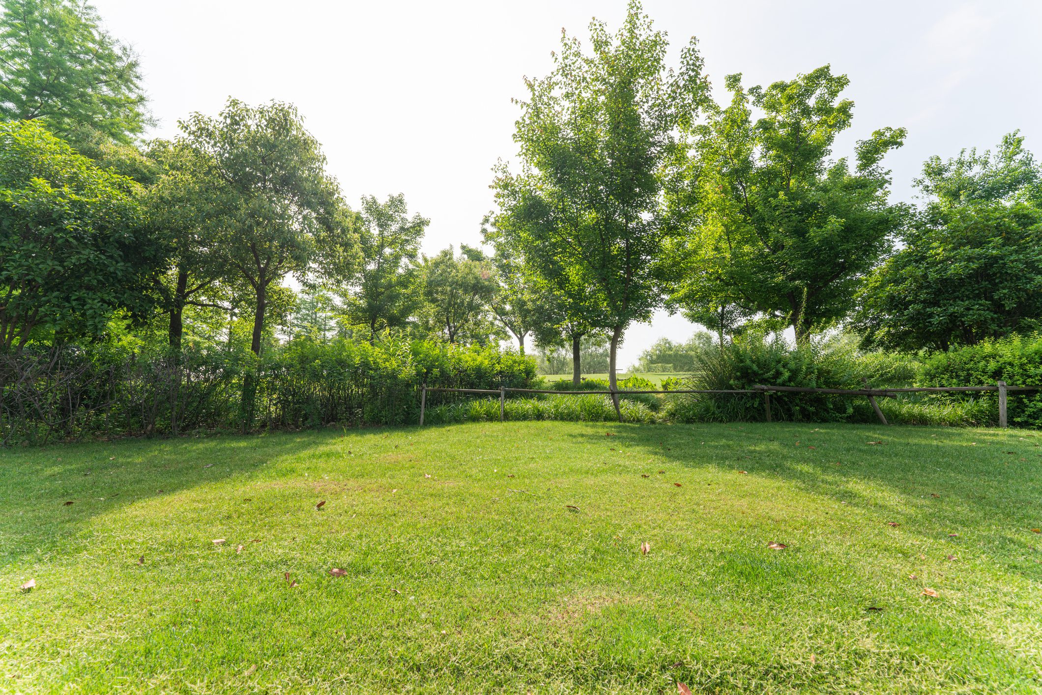 all natural back yard lawn