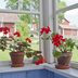 How To Overwinter Geraniums