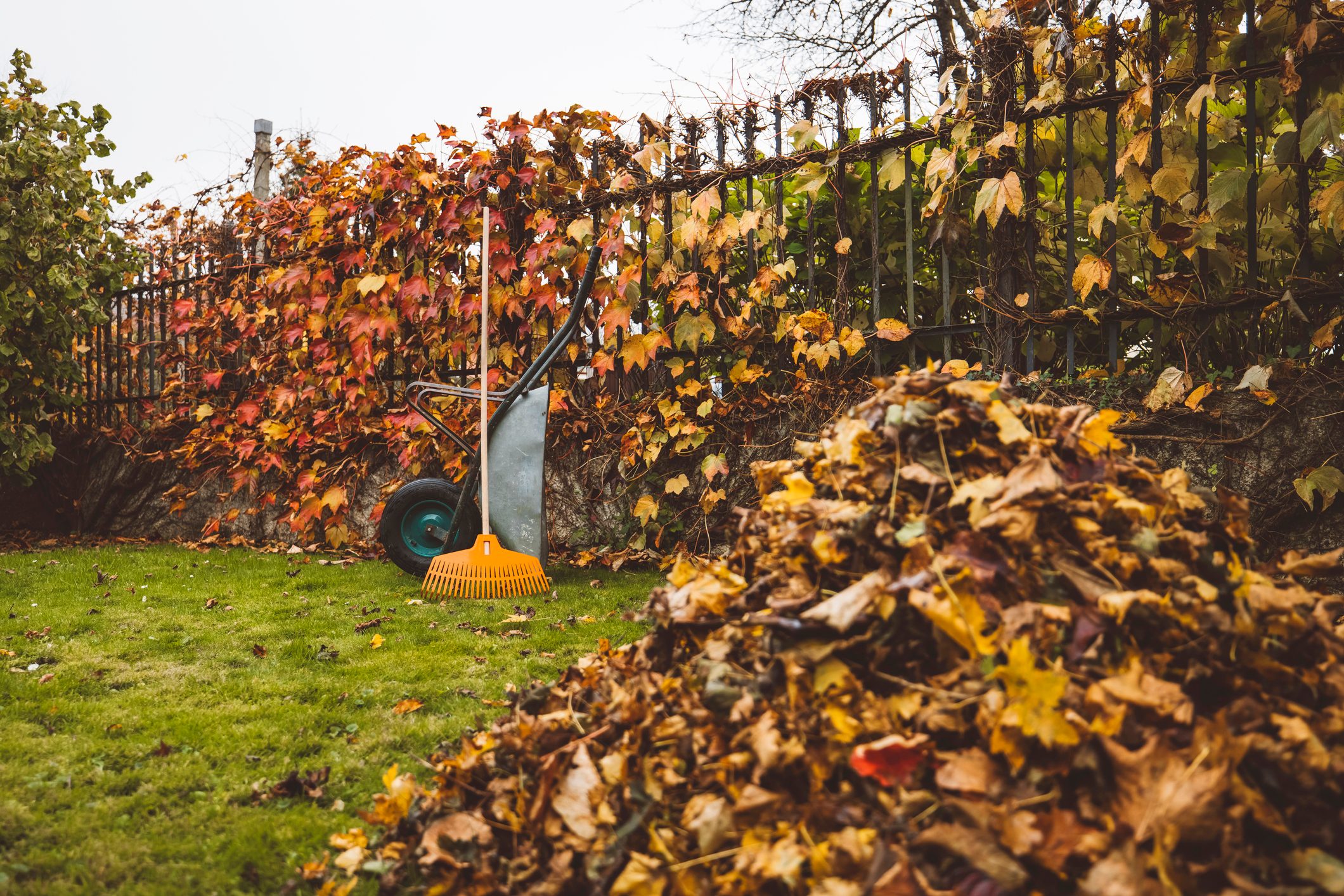 A pile of golden autumn leaves in front and a wheelbarrow with rake leaning on it in the background