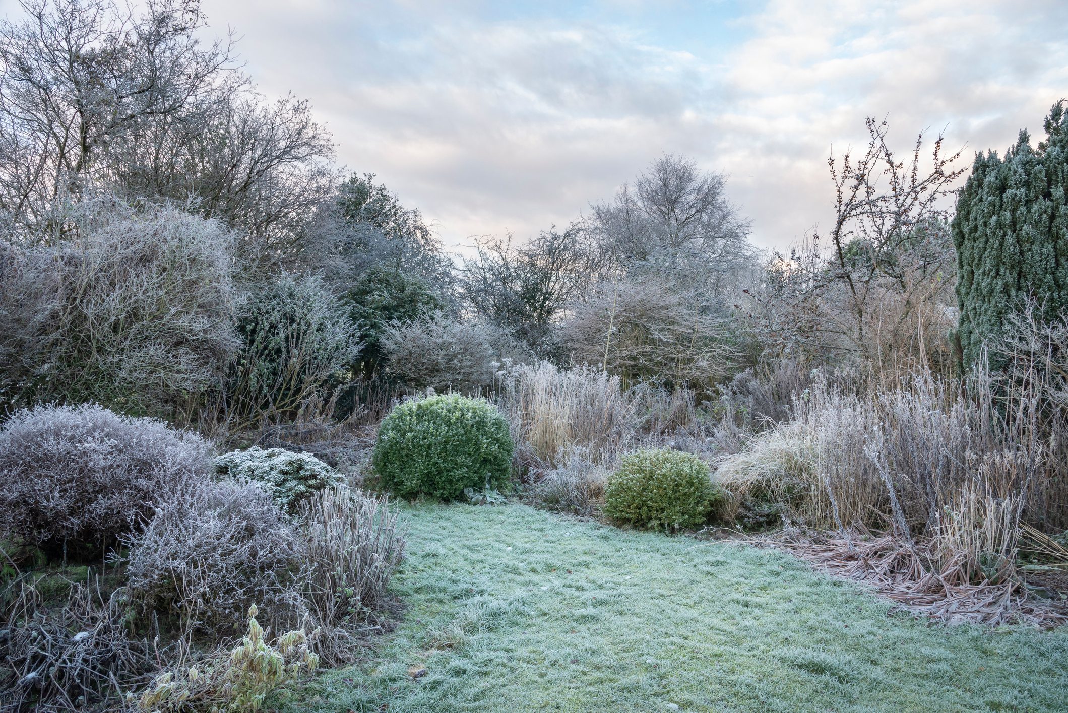 back yard covered in frost from the winter cold