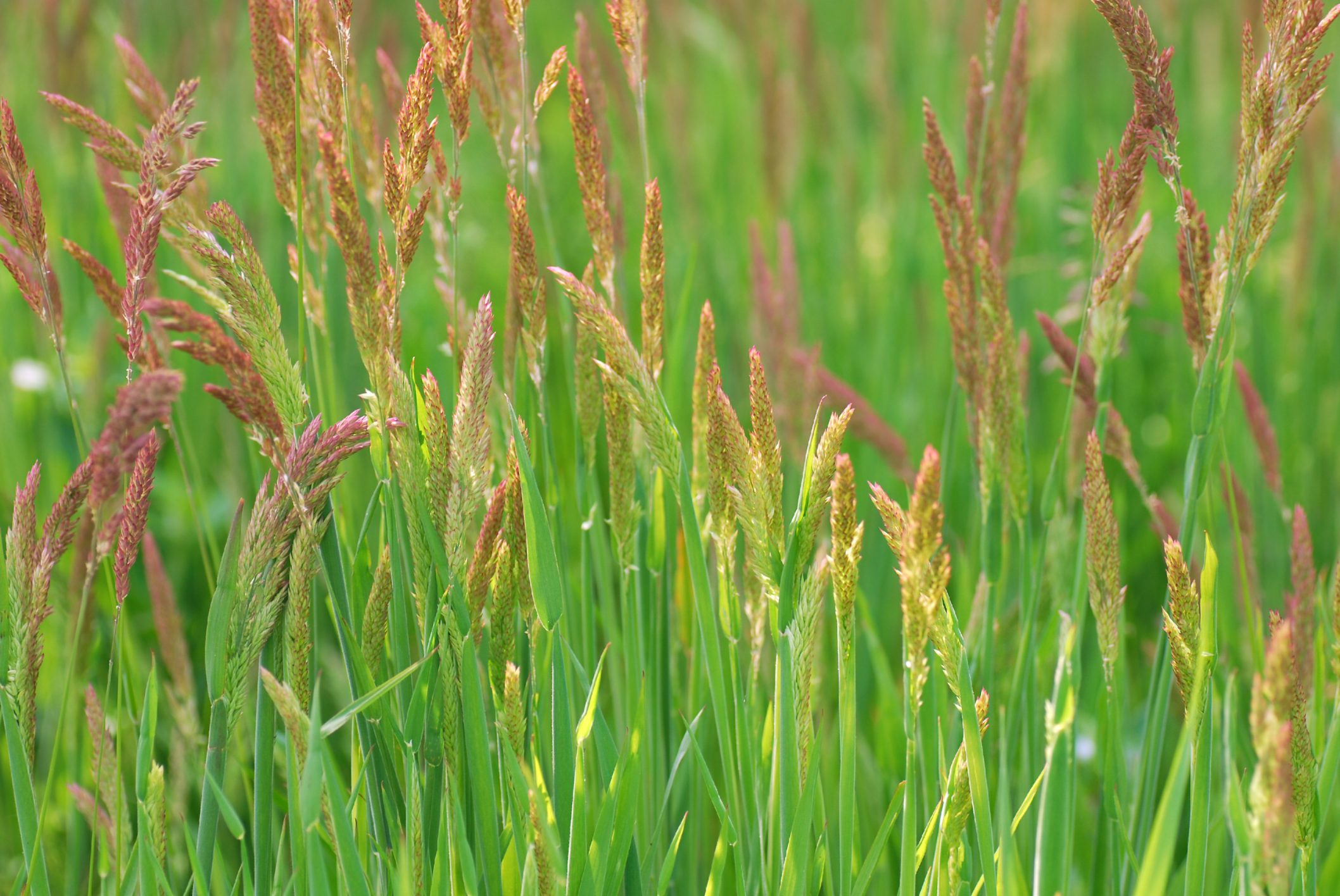 blooming red fescue grass in yard