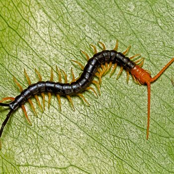 Texas redheaded centipede on a green leaf