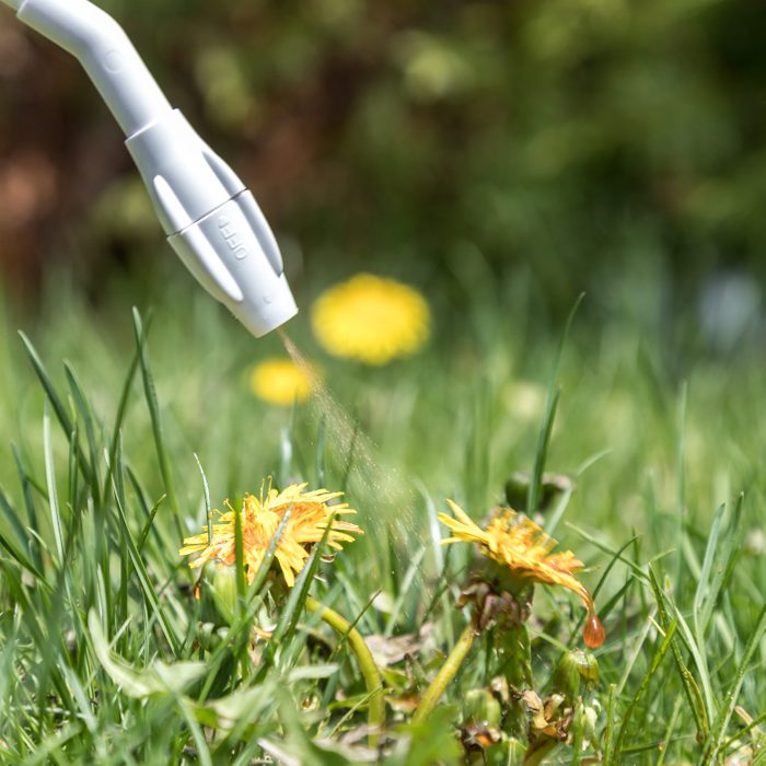 Spraying Herbicide on Dandelion
