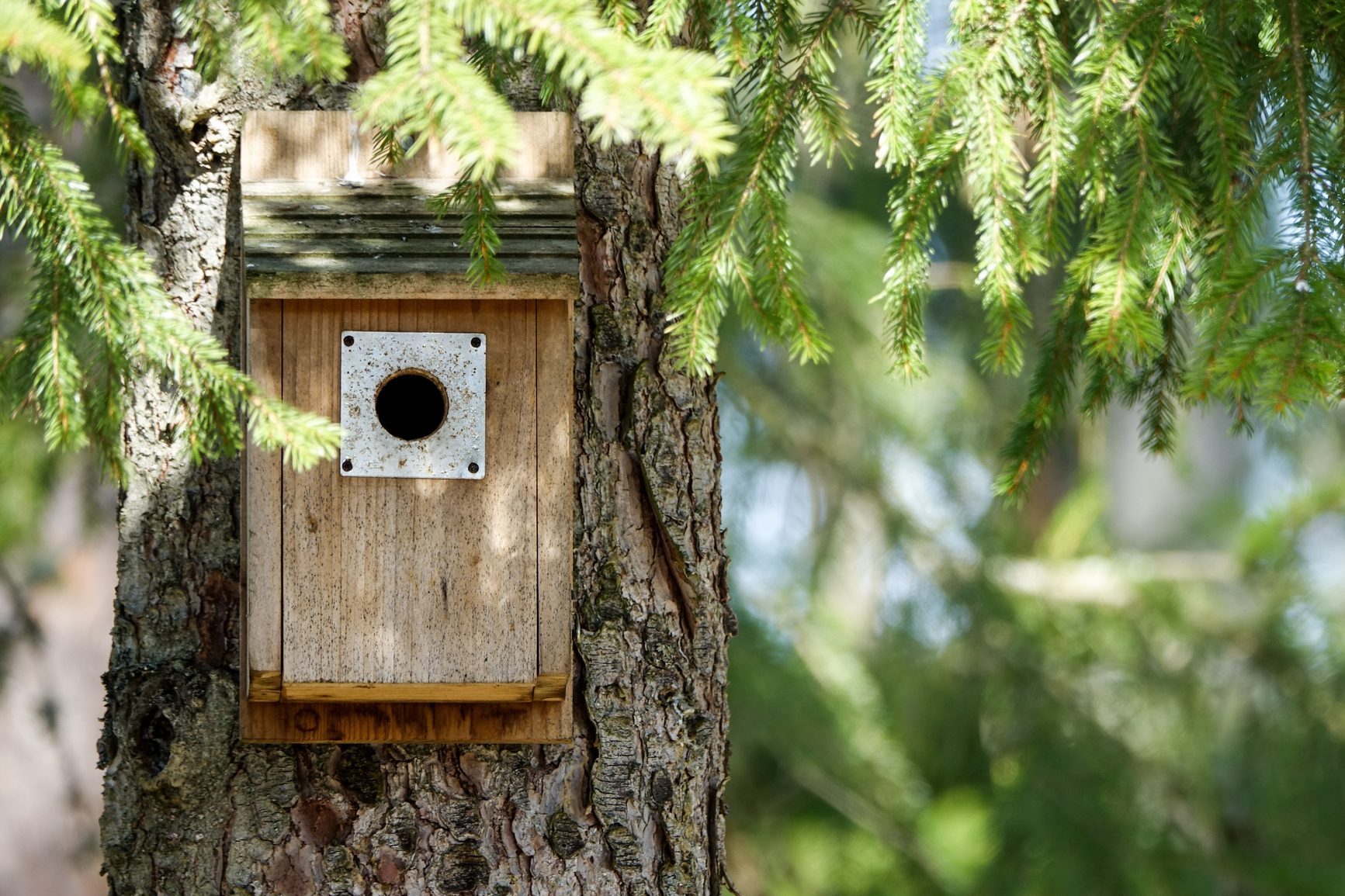 Bird house underneath branches in a tree