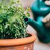 When Should You Stop Watering Your Plants in the Fall?