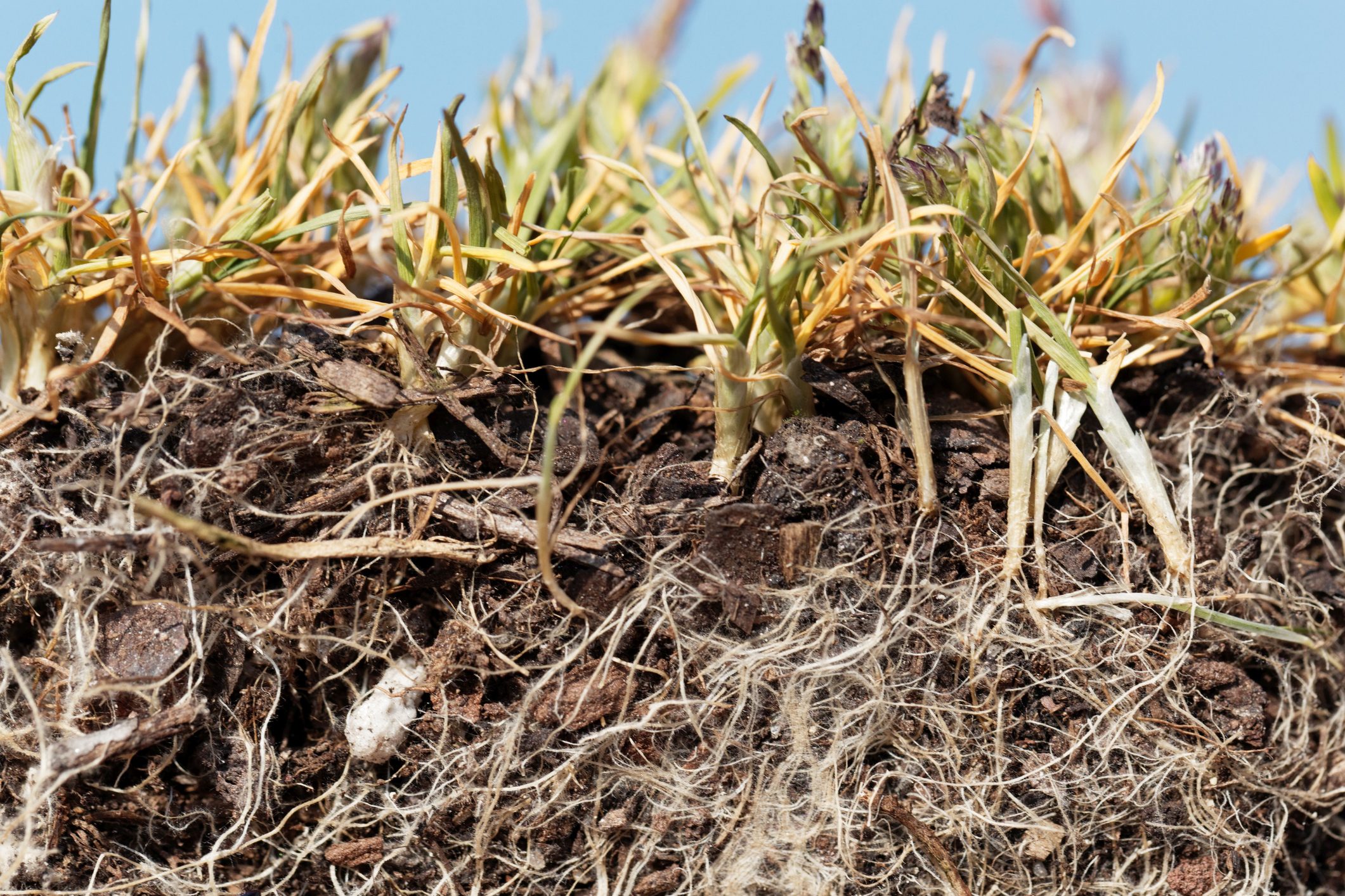 Roots of annual meadow grass, Poa annua