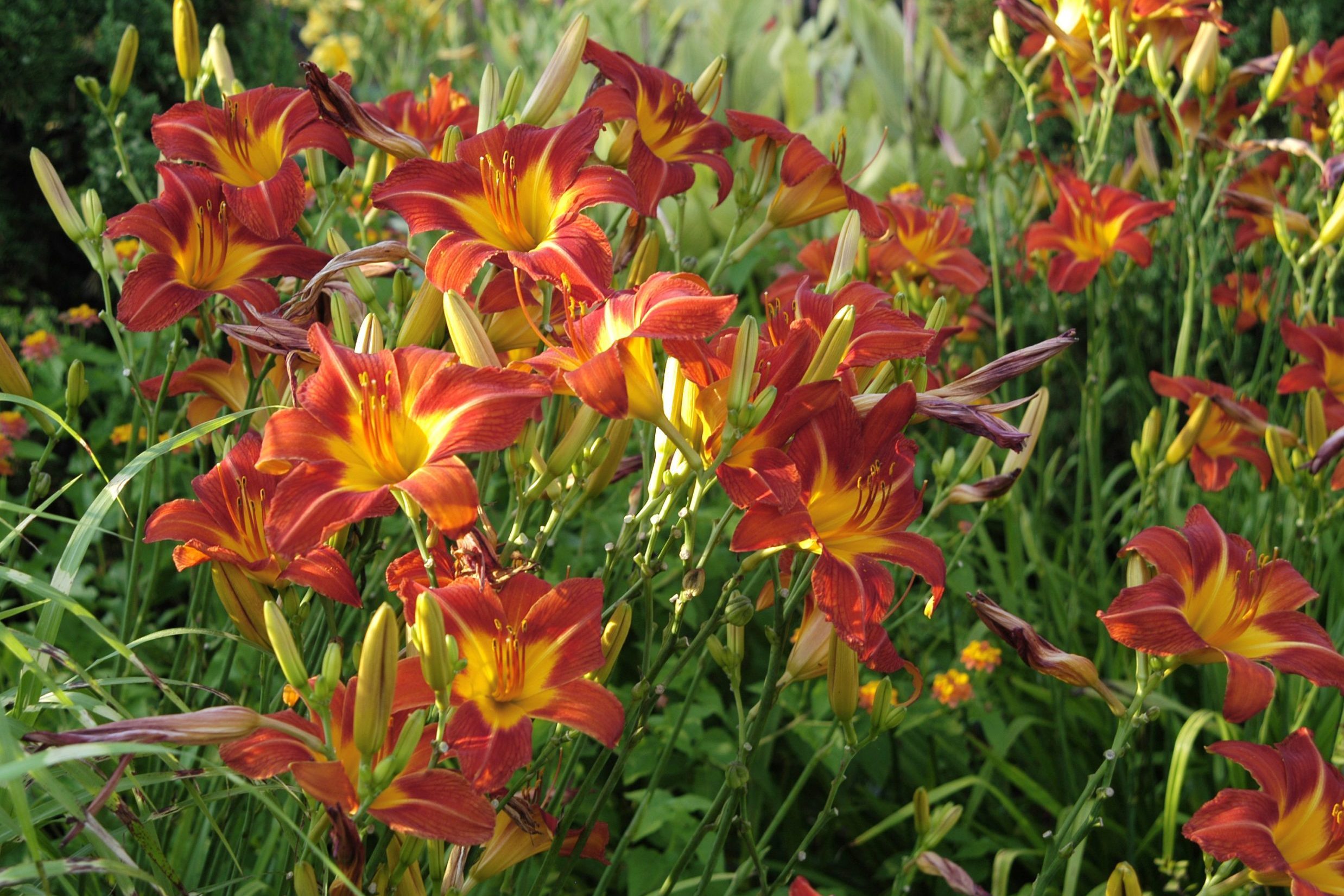 Daylilies in garden