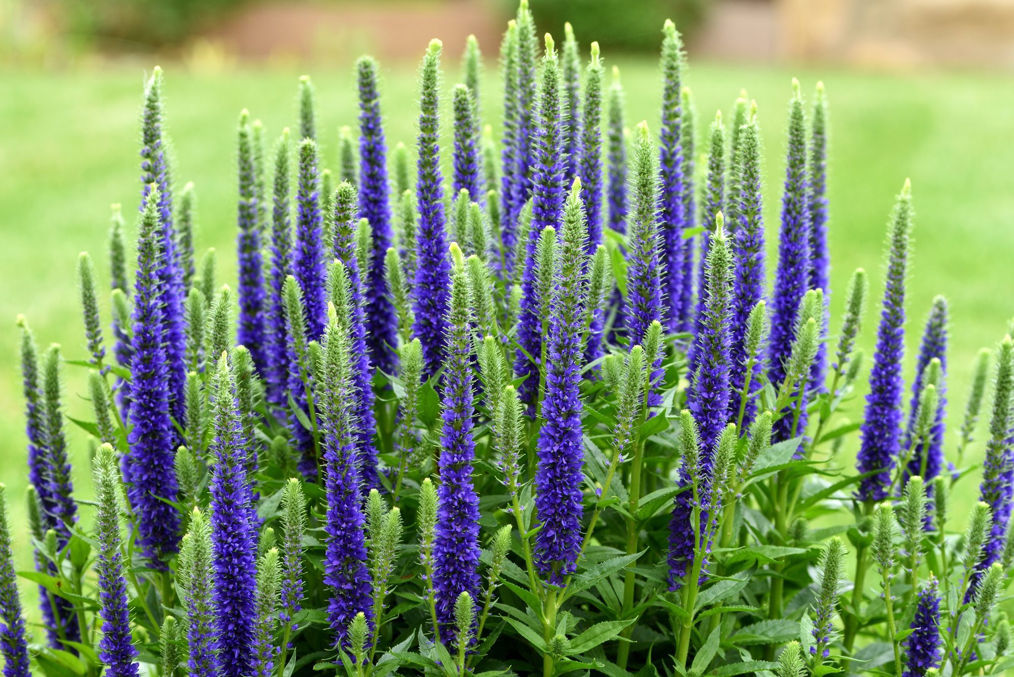 Veronica Ulster Blue Dwarf.