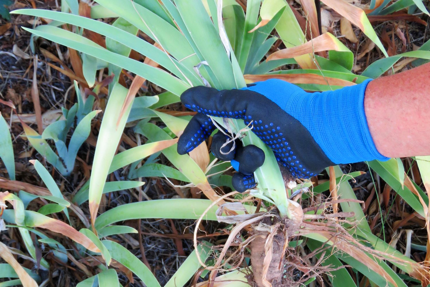 close up of man dividing perennial bulb plant in garden