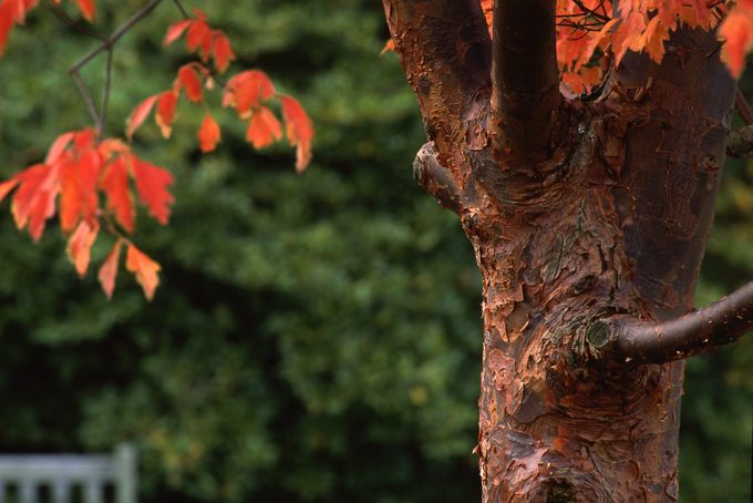 Paperbark maple tree in the fall