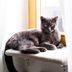 The 7 Best Cat Window Perches, Seats and Beds