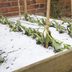 How To Close Down Your Vegetable Garden for the Winter