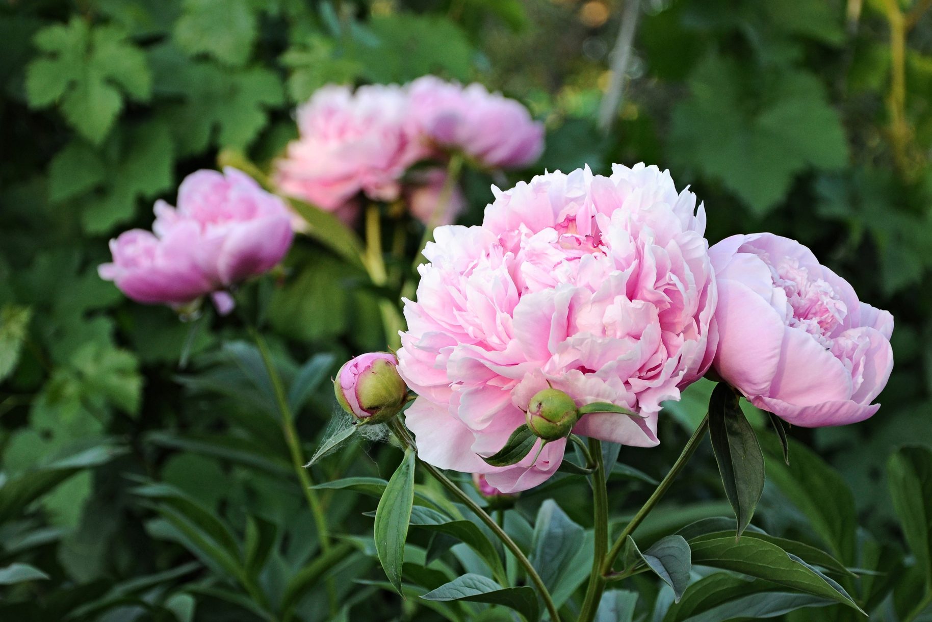 fresh pink peonies in garden