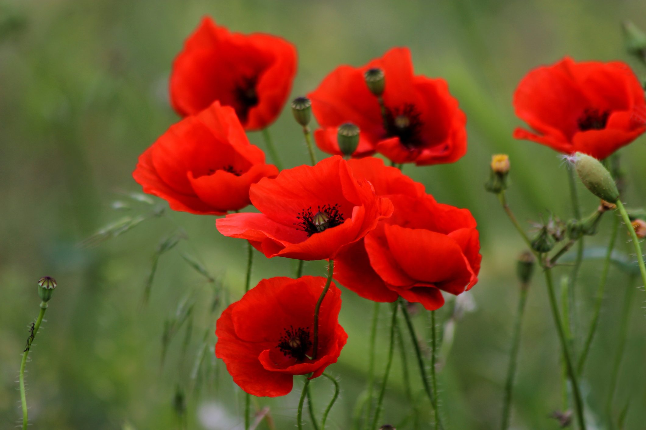 Red poppies