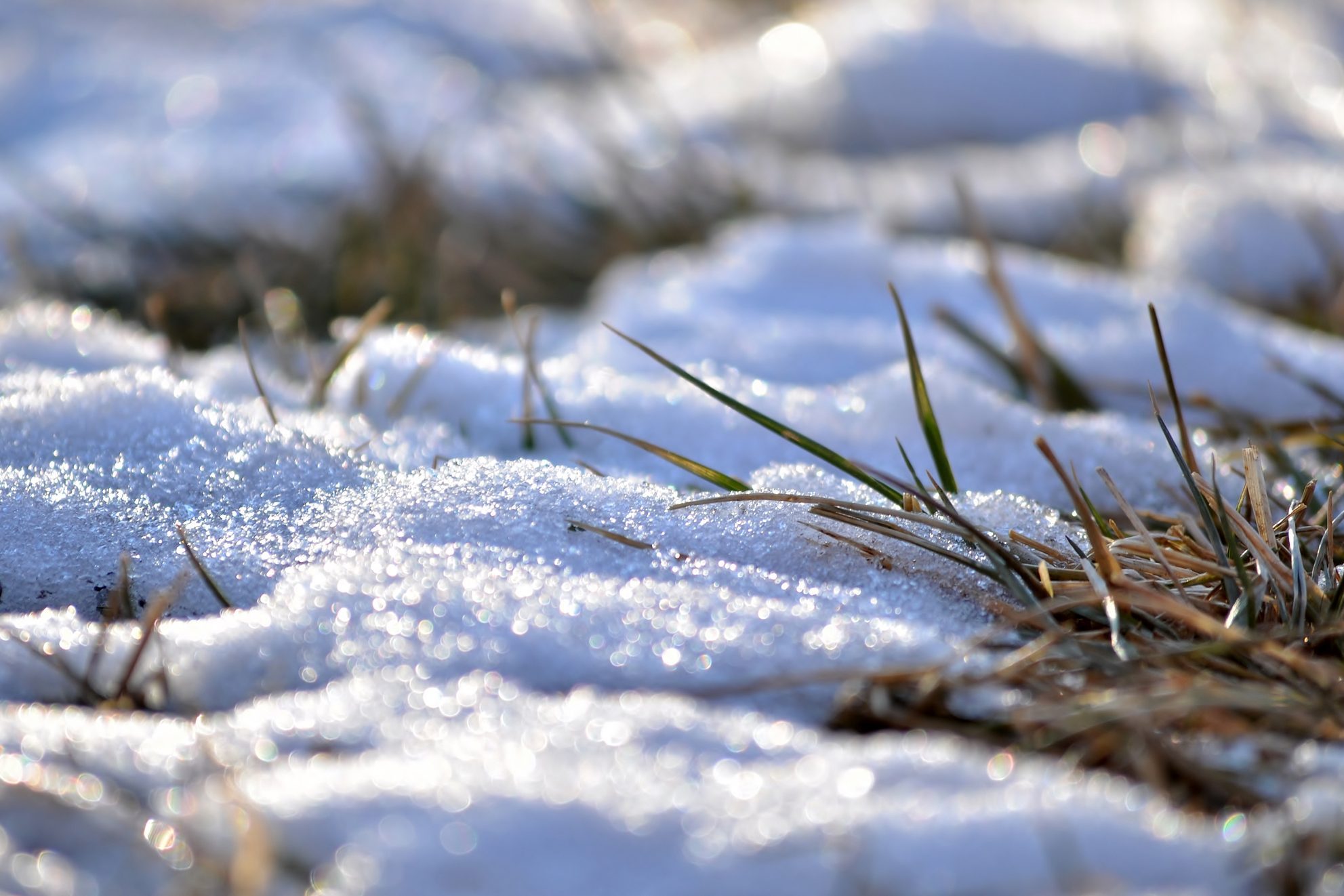 How to Take Care of Winter Weeds