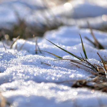 lawn covered in snow close up