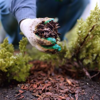 anonymous person laying mulch around shrubs in the winter