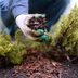 6 Best Types of Mulch to Use in Your Landscape