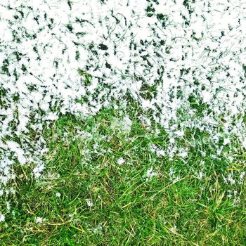 Snow on green grass background