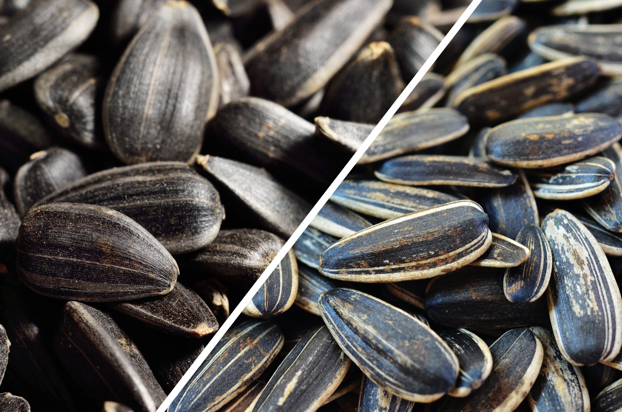 Black Oil Sunflower Seeds vs. Striped