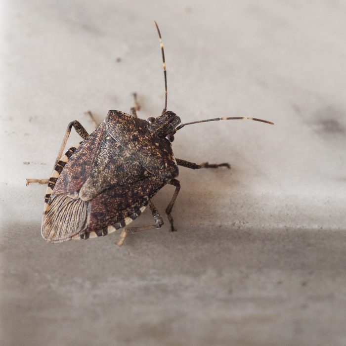 brown marmorated stink bug insect animal