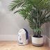 How to Clean a Humidifier