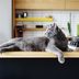 House Haunted By Cat Smell? Here's How To Get Rid of It